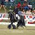 Gypsy Vanner Three Gaited Championship [Class 712]